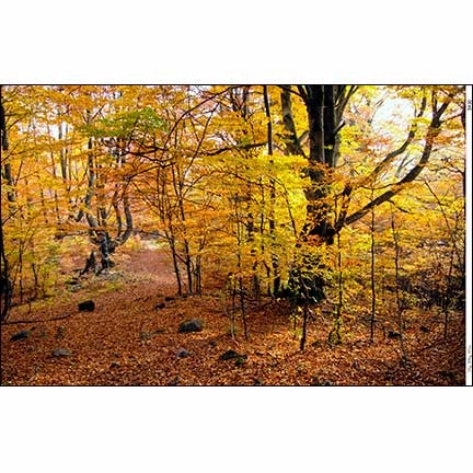 Autumn Forest Landscape - Dollhouse Wallpaper Mural