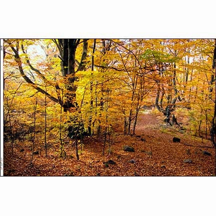 Autumn Forest Landscape - Dollhouse Wallpaper Mural