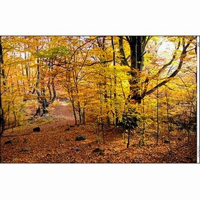 Autumn Forest Landscape - Dollhouse Wallpaper Mural
