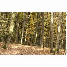Autumn Leaves Landscape - Dollhouse Wallpaper Mural