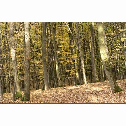 Autumn Leaves Landscape - Dollhouse Wallpaper Mural