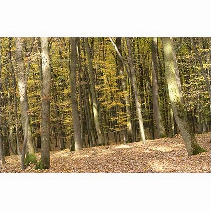 Autumn Leaves Landscape - Dollhouse Wallpaper Mural