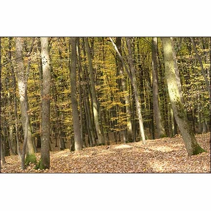 Autumn Leaves Landscape - Dollhouse Wallpaper Mural
