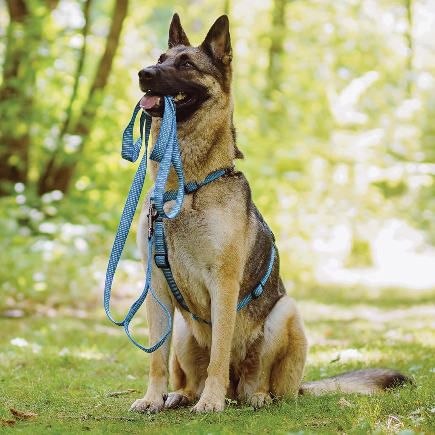 Blue-9 Reflective Dog Leash, Multi-Function 6 Foot Adjustable Lead with Traffic Loop and 3M Reflective Stitching for Obedience, Running, and Agility Training, Made in The USA, Small/Medium, Blue