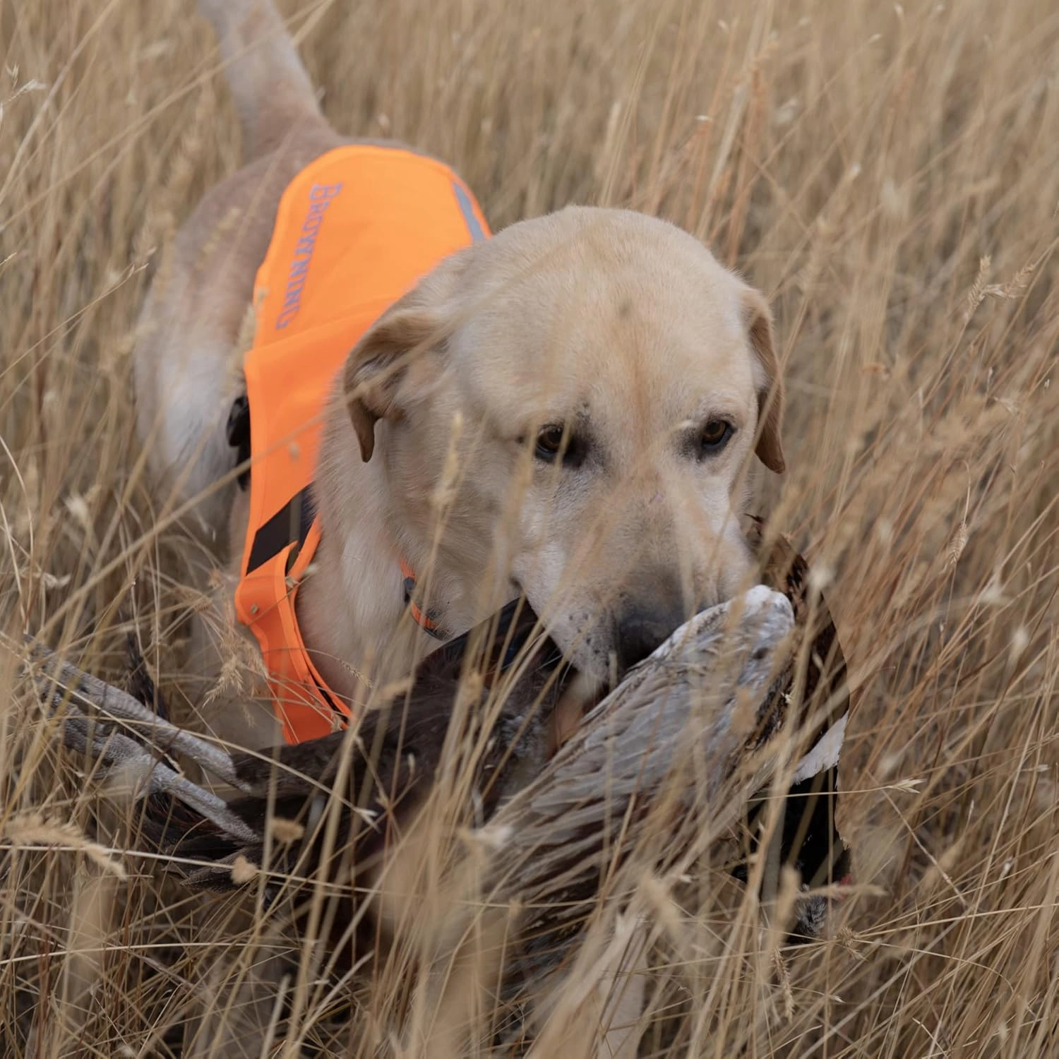Browning Pet Vests, Hi Vis Safety Vests for Dogs, Safety Orange, Large, Adjustable Coverage