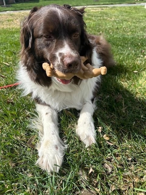 Muscle Dog Ultra-Durable Chew Toy