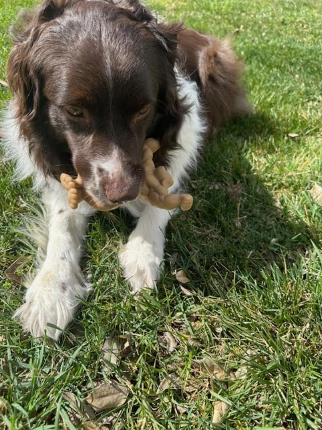 Muscle Dog Ultra-Durable Chew Toy