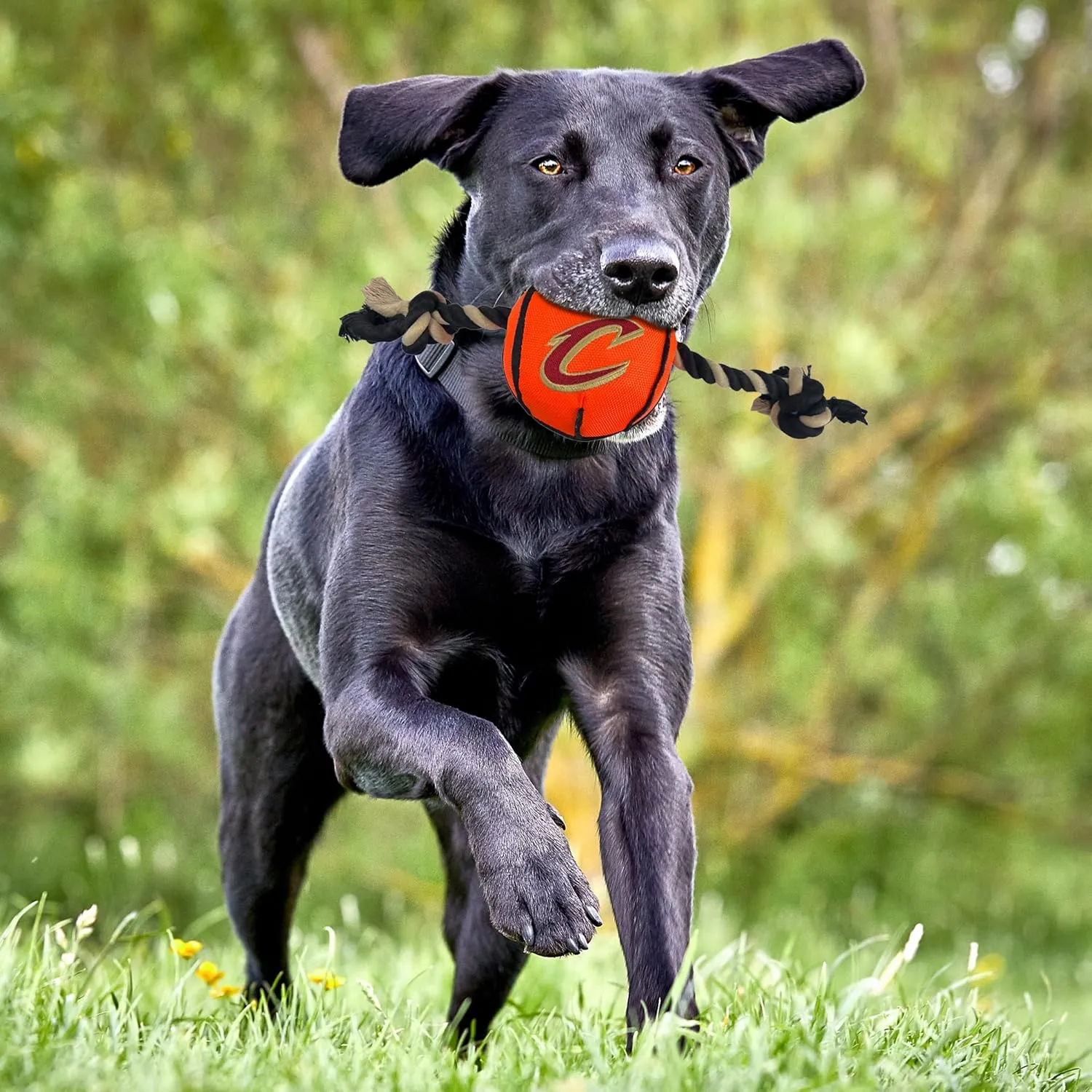 Pets First NBA Cleveland Cavaliers Basketball Toy. - Tough Nylon Pet Toy with Tug Ropes & Inner Squeaker, One Size, CAV-3105