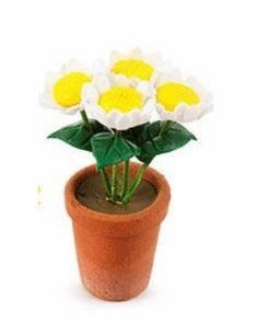 Potted Daisies