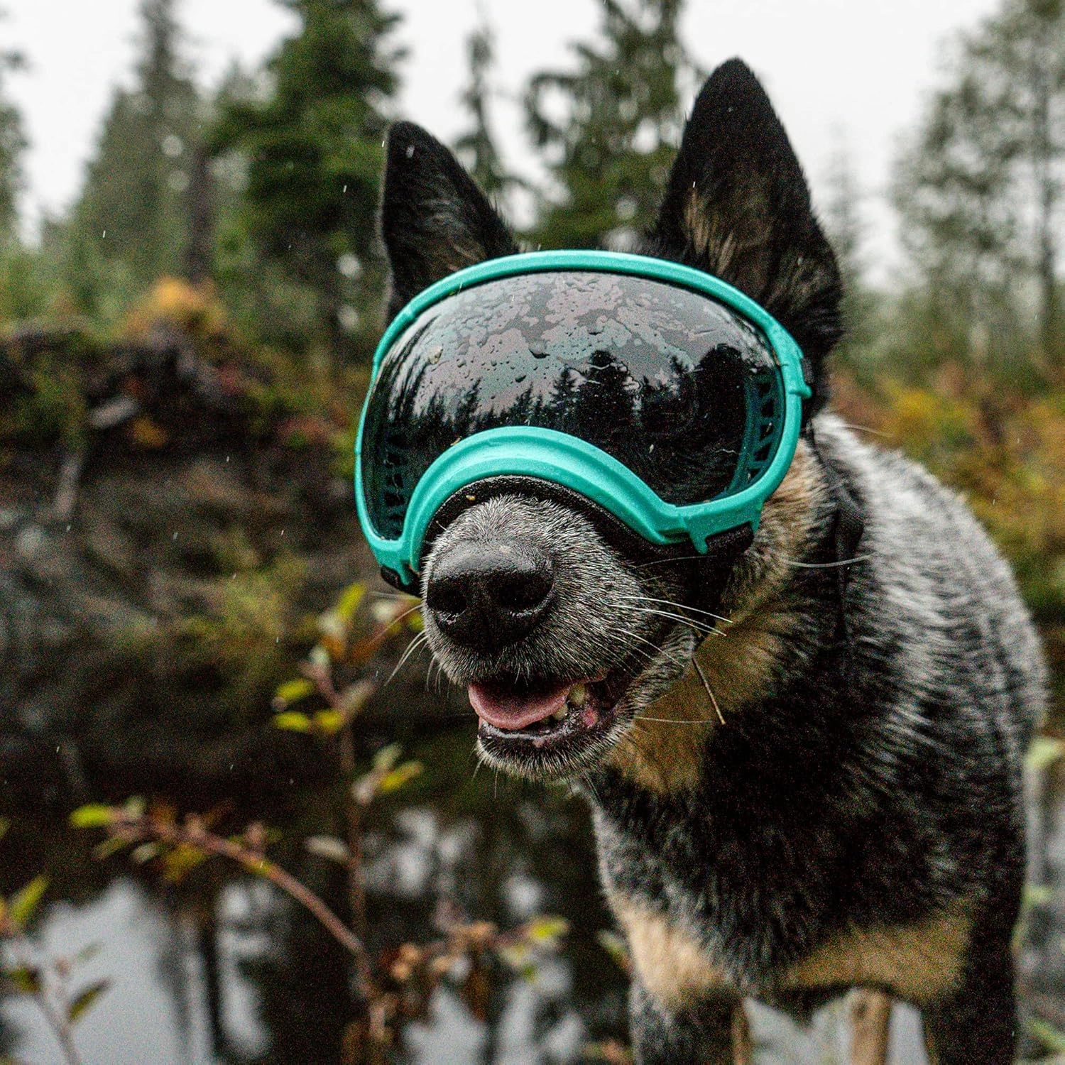 Rex Specs V2 Dog Goggles (Medium, Bandit Orange)