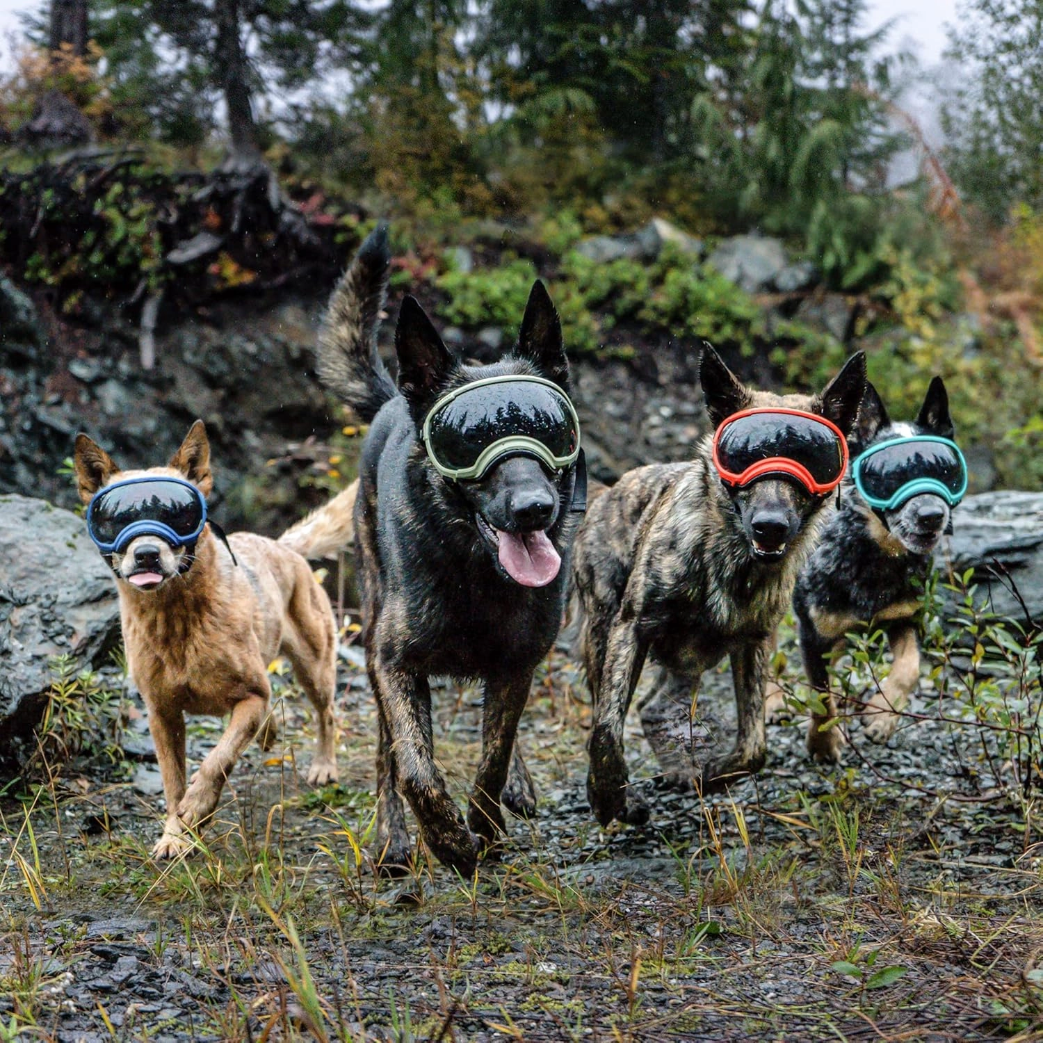 Rex Specs V2 Dog Goggles (Medium, Bandit Orange)