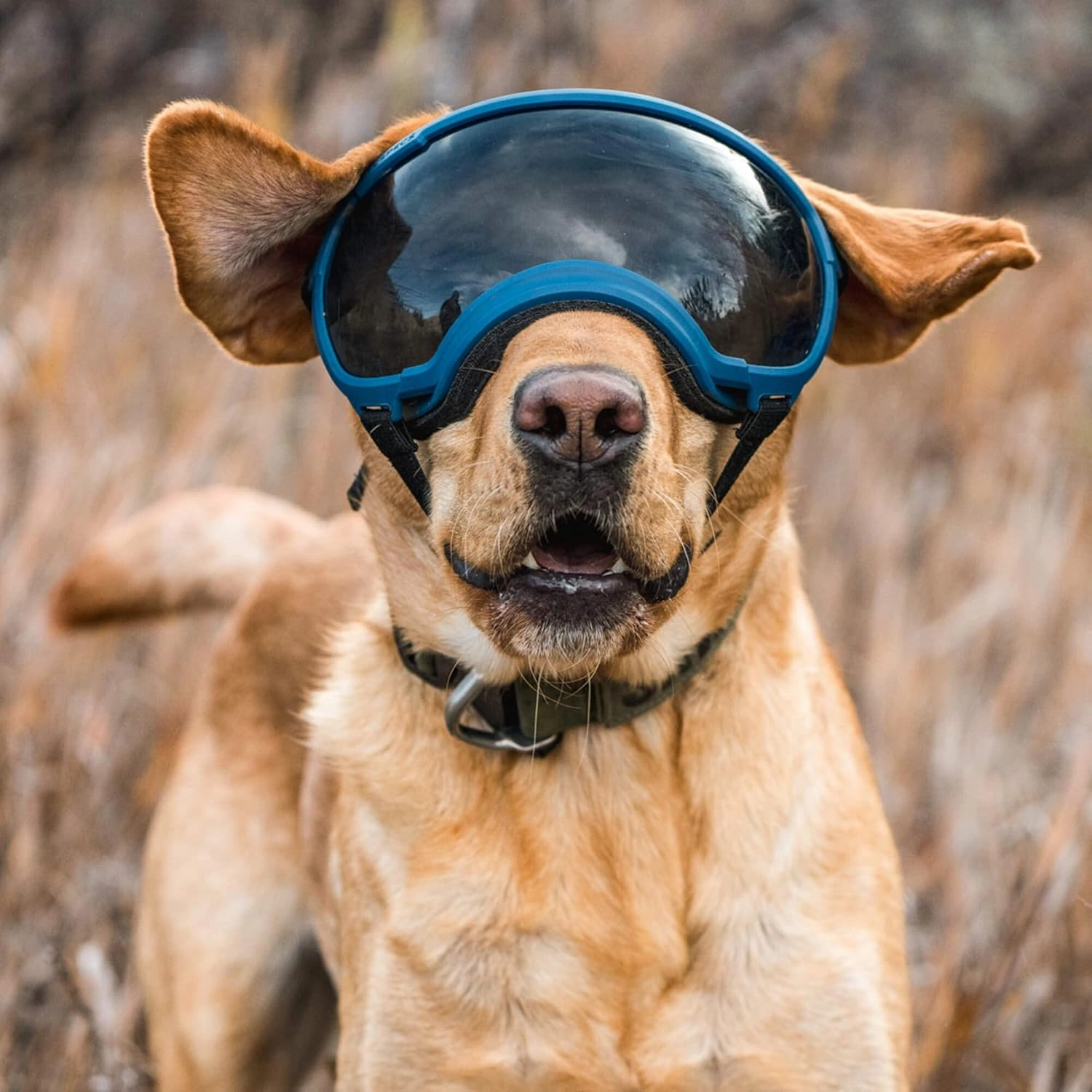 Rex Specs V2 Dog Goggles (Medium, Bandit Orange)