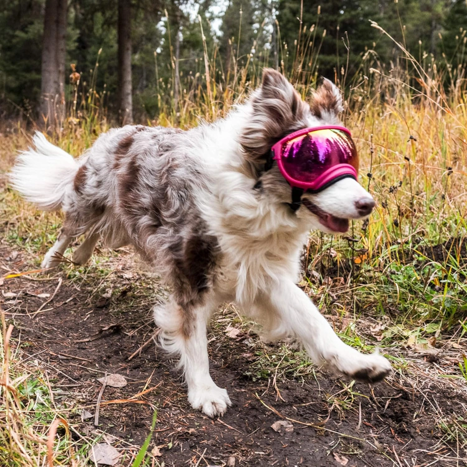 Rex Specs V2 Dog Goggles (Medium, Bandit Orange)