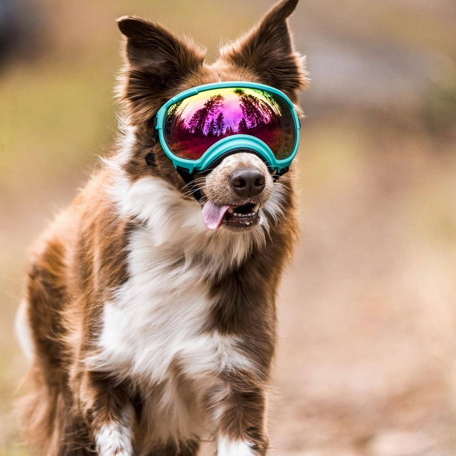 Rex Specs V2 Dog Goggles (Medium, Bandit Orange)