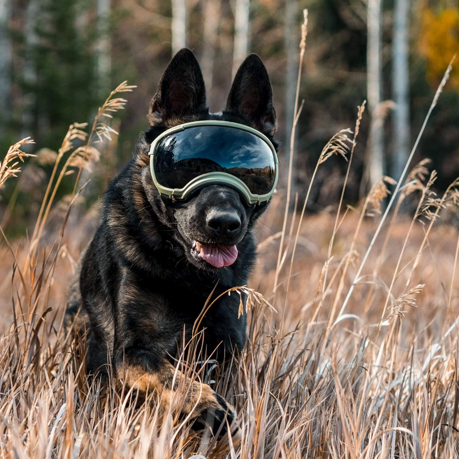 Rex Specs V2 Dog Goggles (Medium, Bandit Orange)