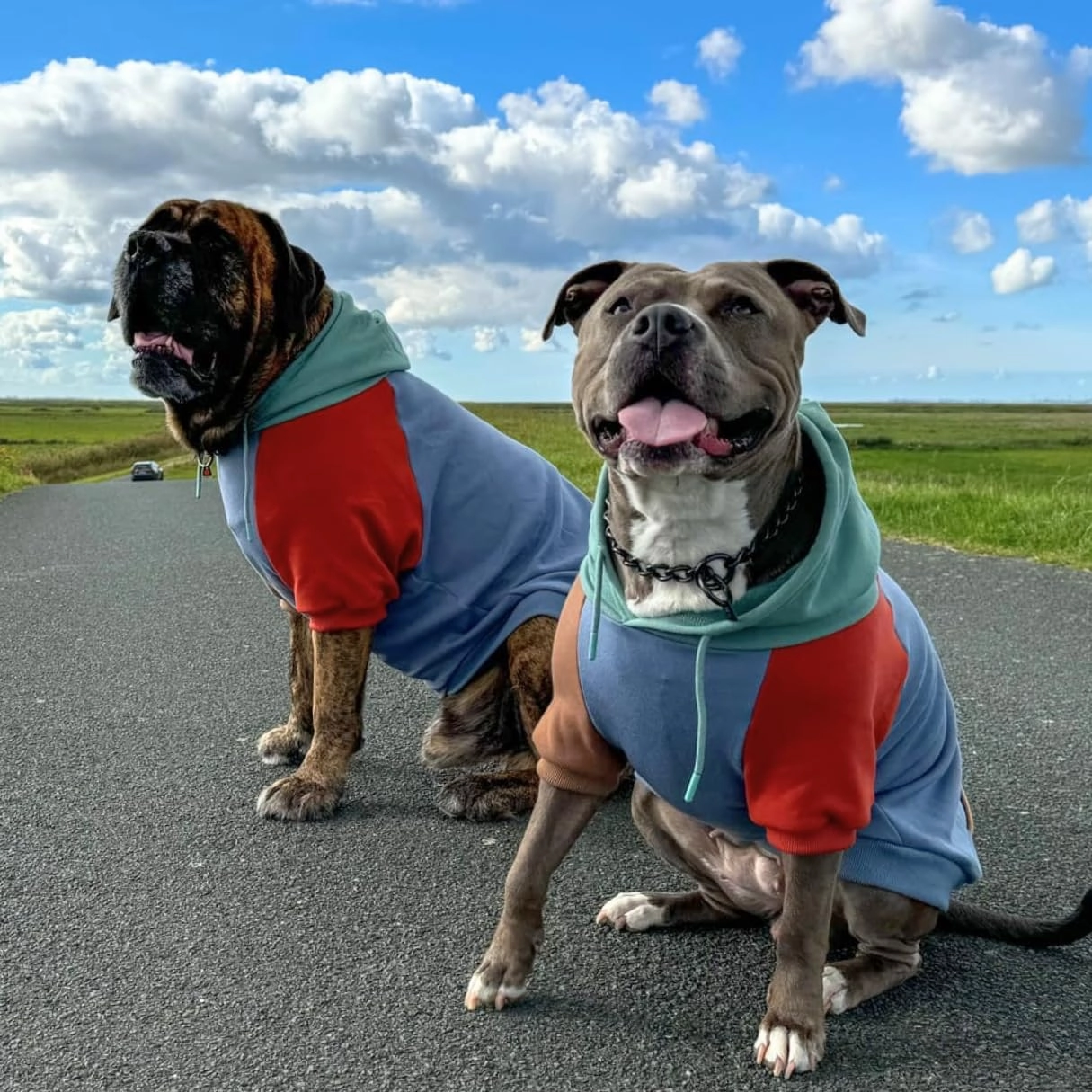 Spark Paws Human Hoodie - Premium Quality, Buttery Soft, Superior Comfort and Fit, Calming Fleece Interior, Suitable for All Styles - Alpine - S