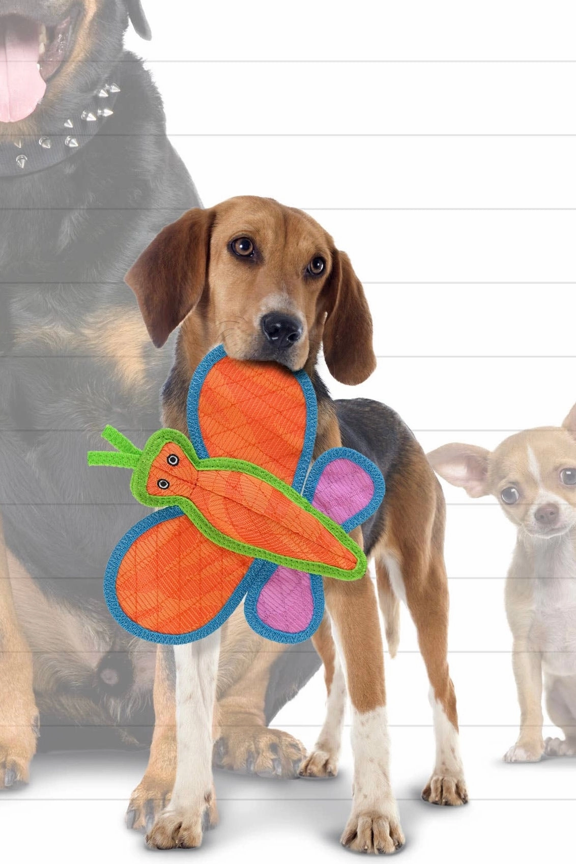 Tuffy DuraForce Butterfly - Durable, Squeaky Dog Toy