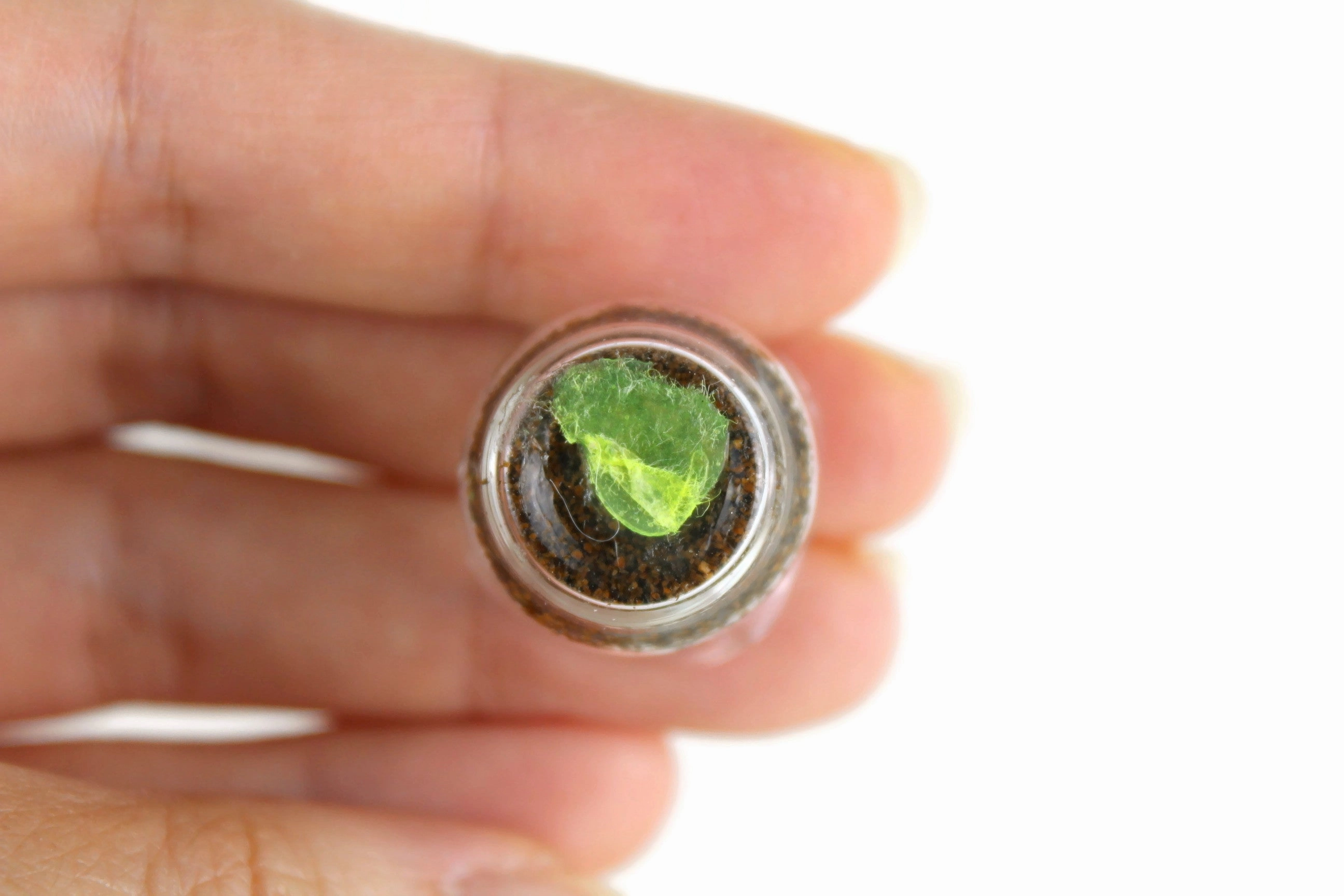 Vintage 1:12 Miniature Dollhouse Glass Plant Terrarium or Turtle Habitat